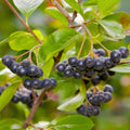 Black Chokeberry Plant, Chokeberry Plant Live, 5-9 Inc Tall, Hardy Fruit Tree for Outdoor Garden