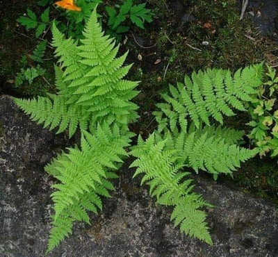 10 Roots of Fern Plants Live, Lady Fern Live Plant Indoors, 3 to 5 Inc in Height, No Plant