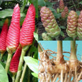 6 Red Shampoo Ginger Roots Fresh Awapuhi Zerumbet Zingiber Ginger Plants Oudoor Growing, Pinecone Lily Ginger Flowers, Cold Hardy
