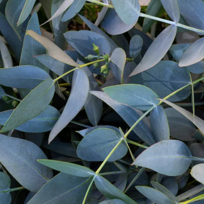 Eucalyptus Live Plant, Eucalyptus Tree Fully Rooted, Fragrant Foliage Houseplant, Easy Care for Indoor and Outdoor, 2.5" Pot (Parvifolia Eucalyptus Tree)
