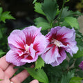 Purple Rose of Sharon Plant Live 4 Inch Container, Hardy Hibiscus Plant Live, Althea Hibiscus Syriacus Flowers
