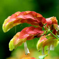 Set 2 Red Shrimp Live Plants, Justica Brandegeana Plant, 4-7 Inches Tall, Ready for Garden Planting