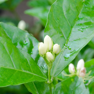 White Jasmine Plant, Maid of Orleans Jasmine Live Plant, White Fragrant Flower Plants, 3 to 5 Inch Tall Flower Starter Plants for Garden