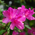 1-2 Feet Rhododendron Plants Live Bush Shrubs in 1 Gallon Pot for Planting, Azalea Bush Ready Plant, Live Rhododendron Plant Azalea (Light Pink)