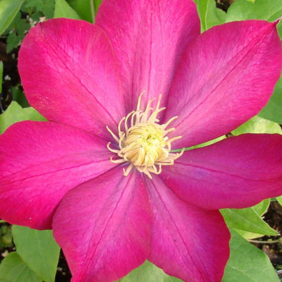 Clematis Vine Perennial