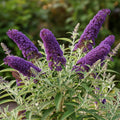 Potted Butterfly Bush Live Plant, 5-9" in Tall, Cold Hardy, Spring Outdoor PlantingBlooms Summer to Fall, Dormant in Winter (Violet Buddleia Plant)