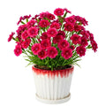 Pack 2 Red Dianthus Live Plant, Red Carnation Flower in Pot, Perennial Plant for Garden and Container Growing, 5-8" in Tall