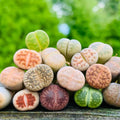 30 Rare Lithops Succulents Plants Live, Multicolor Lithops Live Plants Living Stone for Indoor Gardens