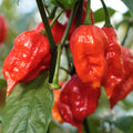 Bhut Jolokia Chile Ghost Pepper Plant Live in 2.5 Inch Pot for Planting Outdoor