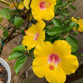 4 Hardy Hibiscus Plants Live, Yellow Hibiscus Flowers Plant, Hibiscus Live Plant Indoor, 3 to 5 Inc Tall Seedling