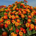 2 Red Lantana Plants Live Trees, Ready to Bloom, Hardy Long Blooming Seasons, Vibrant Colorful Perennial Fragrant, 5-10" in Tall, Full Sun Growing