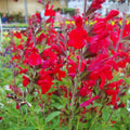 2 Hot Lips Sage Salvia Live Plant Herb in 1 Pot, Bicolor Blooms Salvia Sage Bush, Turn Red on Summer, Sage Shrub Grow Indoors Outdoor, 5 to 10 Inc Tall
