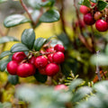 Red Lingonberry Plant Live, Sweet Berry Starter Plants, 4 to 6 Inch Tall Lingonberry Plants, Live Red Berry Plant for Outdoor