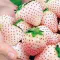Combo 10 Roots White Strawberry Carolina Pineberry Live Plants, Indoors Outdoor for Planting, Very Fragrant, Sweet Flavor
