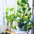 2 Money Plants Live, 5 to 6 Inc Long, Pilea Peperomioides Plant Live for Garden, Money Live Plants