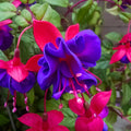 Pack 2 Fuchsia Plants Live, Vibrant Fuchsias Hanging Flowering Plant 3-5 Inches, Gardens, Patios, and Indoor Growing (Purple Flowers)
