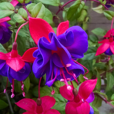 Pack 2 Fuchsia Plants Live, Vibrant Fuchsias Hanging Flowering Plant 3-5 Inches, Gardens, Patios, and Indoor Growing (Purple Flowers)