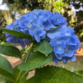 Blue Hydrangea Bush Live Plant, Cold Hardy Flowering Shrub, 1-1.5 Ft Tall