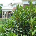 Laurus Nobilis Bay Laurel Tree, Bay Leaf Plant Herb, Sweet Bay Laurel Live Plant for Planting, from 6 to 9 Inc in Tall