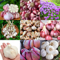 1/2 LB Mixed Garlic Bulbs for Planting in Fall, High Yield Hardneck Garlic Cloves Seeds, Fresh, Cold Hardy and Fast Growing, Various Varieties