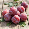 Red Plum Tree Live Plant, Plum Fruit Tree Plant, 2-3 Ft Tall