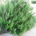 Set 2 Pots Rosemary Plants, Fragrant Rosemary Plants, 4 to 6 Inch Tall, 4 Inch Pot Perennial Herb Plant for Growing