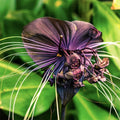 2 Black Bat Flower Tacca Chantrieri Plants Live for Growing, in 2 Inch Pot, Black Orchid Bat Flowers Ready to Grow