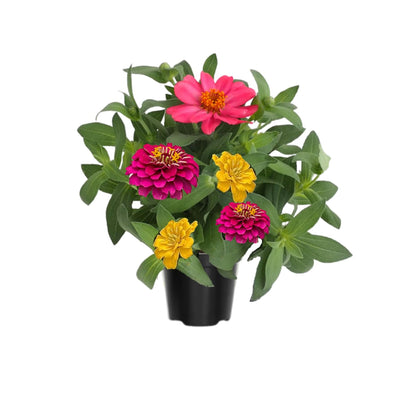 3 Assorted Zinnia Plants, Zinnia Flower Plants, 3 to 5 Inc Tall, Live Zinnia Plant Gardening Indoor Outdoor