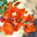 Orange Quince Flowering Plant, Double Quince Flower Shrub Outdoor Planting, 5 to 7 Inch Tall