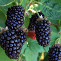 Chester Thornless BlackBerry Live Plant, 5-8" Tall, Hardy BlackBerry Bush, Sweet BlackBerry Fruit Plants Live for Planting in Garden, No Pot