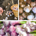 Garlic Bulbs for Planting, 8oz Approx. 4-5 Bulbs for Growing