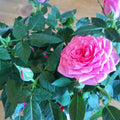 Roses Plant Live, in Pot, Fragrant Roses Flowers, Everblooming Ornamental Garden (Pink)
