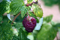 Pack 2 Raspberry Plants Live for Planting, Cold Hardy Raspberry Trees Live Plants, 4 to 9 Inches Tall, Sweet Berry Fruits Seedlings (Purple Thornless Raspberry)