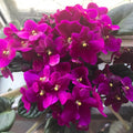 African Violet Live Plant in 4 Inch Pot, Flowering Houseplant, Easy Care Indoor Plant with Vibrant Blooms (Bright African Violet)