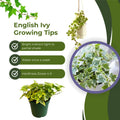 Gold Ivy Plant Live, Trailing Ivy Plant 4'' Pot, Climbing Houseplant for Growing Indoor Outdoor