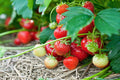Pack 12 Strawberry Plant Live for Planting Outdoors, Edible Fruits, Large Sweet Fruit, Strawberry Bareroots for Garden, Everbearing Strawberry Plants