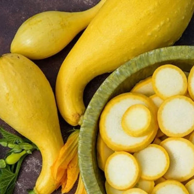 3 Squash Plants Live, Yellow Squash Plant, 4 to 6 Inc Tall Vegetable Plant Pot Starter Plant