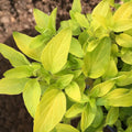 Golden Oregano Live Plant 3" Pot, Golden Oregano Leaf Plant, Fragrant Herb Seedlings Grow Indoor Outdoor