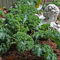 Kale Plant for Planting, Live Kale Plant in 4'’ Pot, Hardy Vegetable Seedling, 4-6 Inch Tall, Well-Rooted