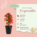 Red Bougainvillea Plant Live, Bougainvillea Flowering Plant Perennial, Rooted Bougainvilleas Trees Starter 6-8 Inches