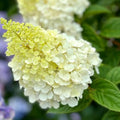 Hydrangea Plant Pot, Hydrangea Tree Live Plant, Hydrangea Live Plant, 6 to 12 Inches Tall (Lime)