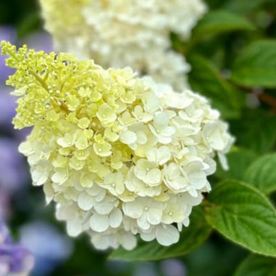 Hydrangea Plant Pot, Hydrangea Tree Live Plant, Hydrangea Live Plant, 6 to 12 Inches Tall (Lime)
