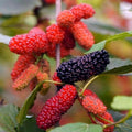 02 Mulberry Trees Live Plants, Spring Planting 4-8 Inch Tall, High-yiedling and Fast-Growing Trees, Outdoor Growing