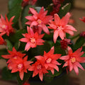 Easter Cactus Plant in 4'' Pot, Spring Blooming Succulent, Holiday Cactus, Indoor Flowering Houseplant (Red Blooms)