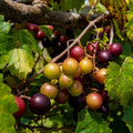 Grape Vine Live Plant 1-2 Year Old, Sweet Grape Plant Live for Growing, Grape Fruit Well Rooted Plant Bareroot (Sweet Muscadine Grape)