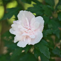 Rose of Sharon Plant, Hardy Althea Hibiscus Flowering Shrub in 4'' Pot, Outdoor Garden Starter Plant for Landscape or Hedge (Double Pink)