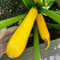 2 Live Squash Plants, Zucchini Plants Seedlings, Yellow Squash Plant Live in 4 Inch Pot