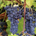 Grape Vine Live Plant to Grow 1-2 Year Old, Sweet Grape Plant Live for Growing, Grape Fruit Well Rooted Plant Bareroot (Concord Grape)
