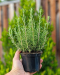 Rosemary Plant Live in 4'' Pot, Well Rooted Rosemary Herb Plant for Planting Indoor Outdoor, 6-8 Inch Tall