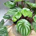 Peperomia Live Plant, Watermelon Peperomia Plant Live Houseplants, Live Peperomia Plant 4 Inches Potted Indoor Ornamental Plant